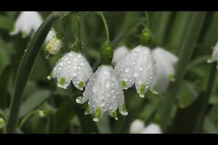 Psalm 91 – Protection of the Almighty God in All Dangers