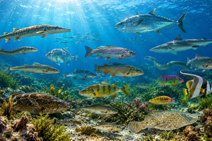 🌿 TRACES OF CREATION | 🧬 Episode 7: Life in Hidden Places – Why Fish Remain Fish